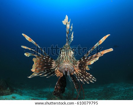 Lionfish fish