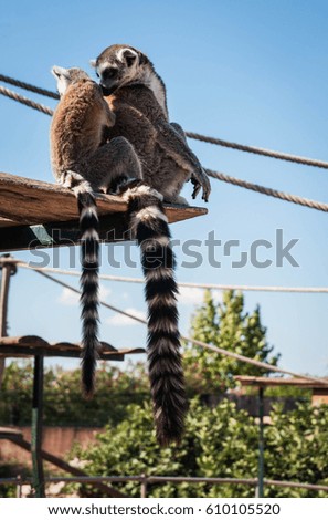 Picture of two beautiful lemur sitting on a shelf eating a carrot from below