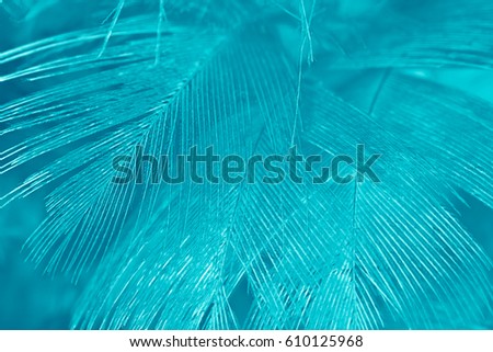 green turquoise chicken feather texture background