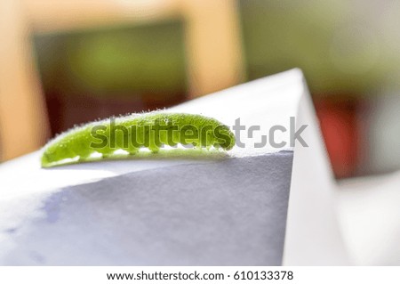 green caterpillar butterfly bypassing sheet of paper