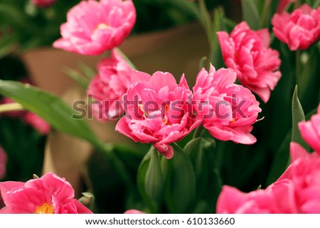 Pink tulips blooming  in the garden. Flowers and Holidays photo concept.