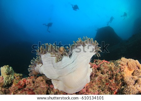 Scuba divers explore coral reef with anemonefish clownfish