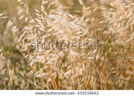 Wild oats Royalty-Free Stock Photo #610158662