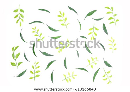 The leaves are lined together beautifully on a white background.