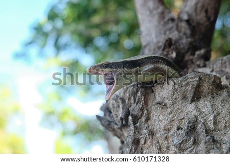 The scientific name is skink Scincidae reptile vertebrate. Close up of a Skink open mouth and threaten on the Trunk of a Tree with bokeh tree. (Eutropis multifasciata)