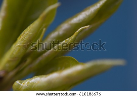 Green wakes from the winter sleep. Spring came. Blossom buds in the trees. New young leaves on the branches of poplar. Beauty of nature. Large format photos. Nice picture. Natural spring background.