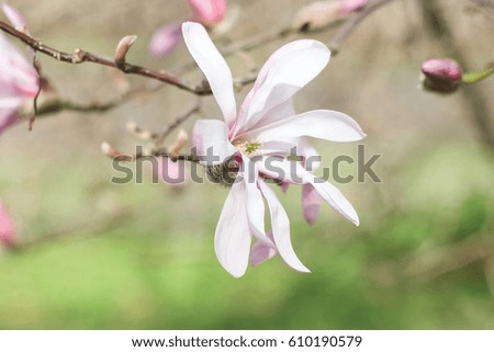 Flowering Magnolia. Spring. Flowering trees. Heat. Pink flowers.