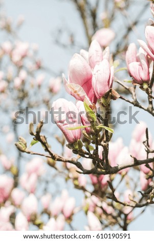 Flowering Magnolia. Spring. Flowering trees. Heat. Pink flowers.