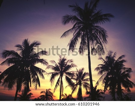 Palm trees on the background of a beautiful sunset