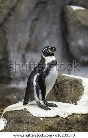 A lone penguin