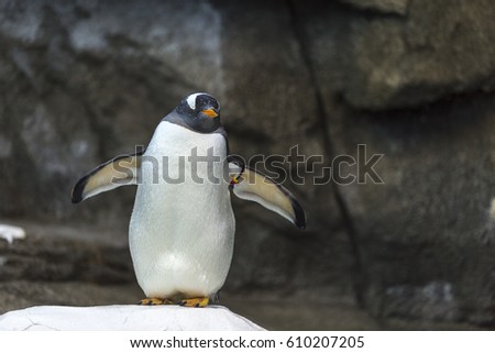 A penguin in its natural habitat