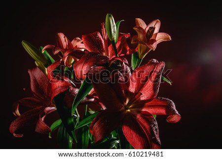 Beautiful studio composition with large prominent red lilium flowers (lilies), on a red background, with drops of water and atmospheric spotlights in low key