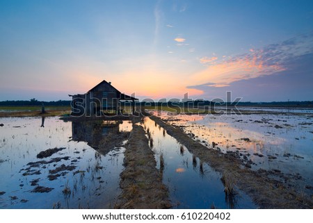 Beautiful view of rice paddy field during sunrise at Air Hitam Johor Malaysia. Nature composition.This image may contain noise and blurry clouds due to long exposure, soft focus and poor lighting
