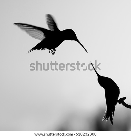 Two Hummingbirds at Sunset - Black and white photograph of two Ruby Throated hummingbirds silhouetted against a sunset, with one hummingbird on a feeder and the two beaks very close to touching. 