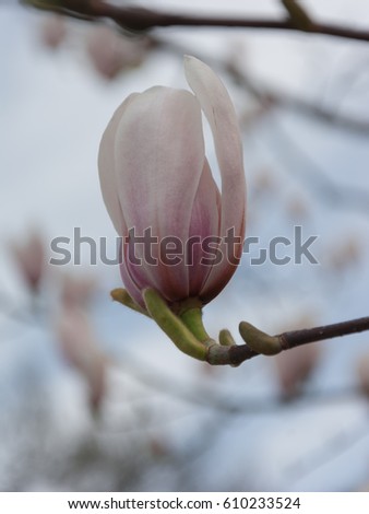 Beautiful white Magnolia flower, close-up view of blooming flowers on a spring day.
The image perfectly represents Magnolia flower blossoming, landscape, background, garden, springtime, sunny day.