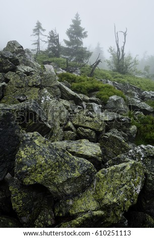 Foggy mountain forest scenery