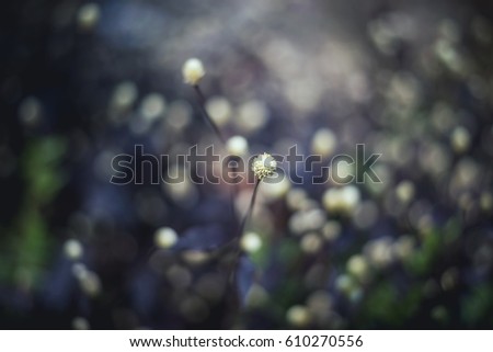A little white flower of grass isolated on bokeh background.It is soft and beautiful picture.Use for background or wallpaper.