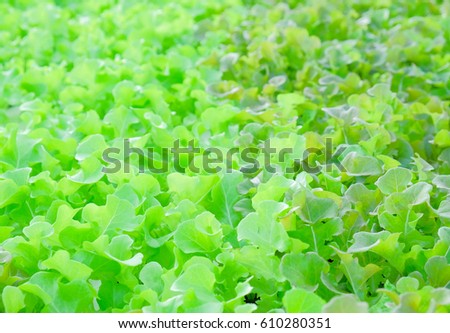 a selective focus picture of organic vegetable in hydroponic farm of Thailand.future agriculture for safety food