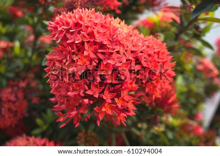 Spike flower. Red spike flower in garden