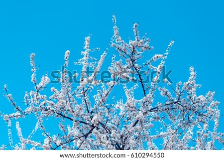 White cherry flowers in bloom over spring light-blue sky in sunny day
