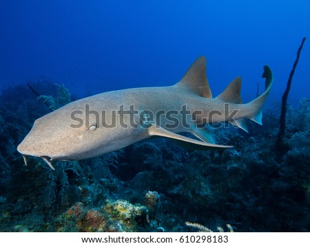 Nurse shark, Grand Cayman
