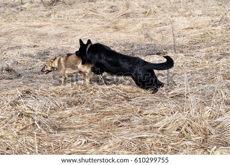 Sheepdog and stray dog