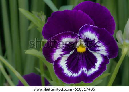 one blue viola flower on a summer sunny day in the village garden