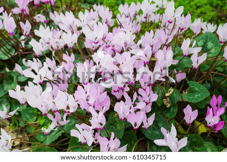 Blooming cyclamen flowers background blossoming spring in Israel wallpaper