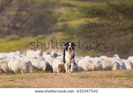 Border collie with herd of sheep