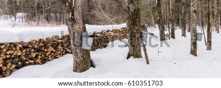 covered aluminum buckets hang on maple trees  collecting sap to make maple syrup  with wood stacked in rows  to be burned while boiling the sap
 Royalty-Free Stock Photo #610351703