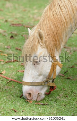 A picture of a horse eating grass and white.