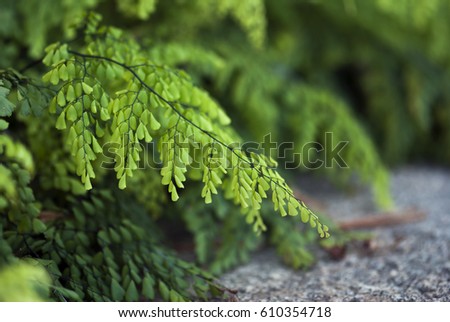Delicate maiden hair fern leaves hang above the ground in summertime. 