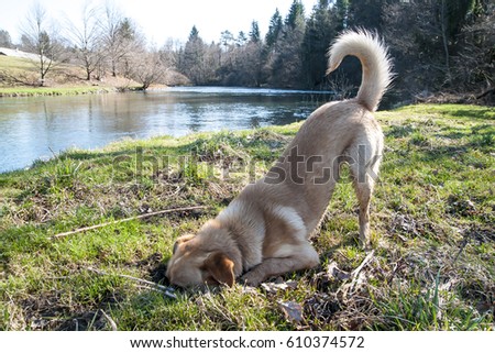 Digging dog Royalty-Free Stock Photo #610374572