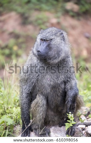 Portrait of olive or common baboon sitting on rock in Uganda, Africa.