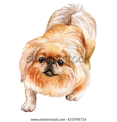 Pekingese dog isolated on white background. Watercolor closeup portrait. Funny dog sitting. Hand drawn sweet home pet. Popular toy smallest dog. Greeting card design clip art illustration