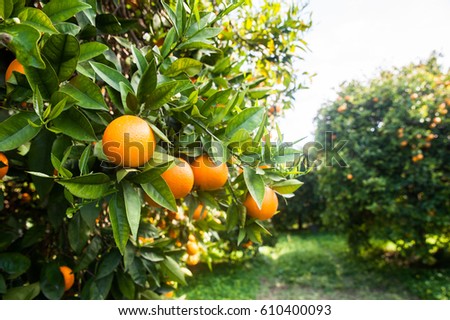 Mandarins on the tree, Orange tree. Royalty-Free Stock Photo #610400093