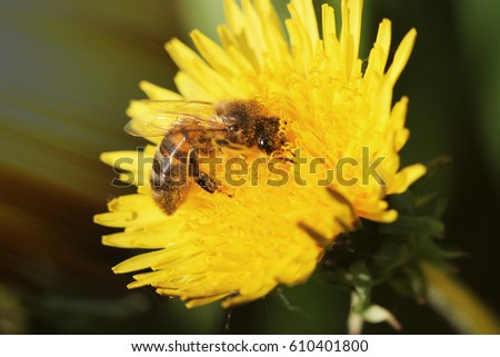 A beautiful macro of a bee collecting nectar from a tender spring flower. Insect in the sun. Very gentle photo of an insect. From the picture you can smell the spring. An industrious animal