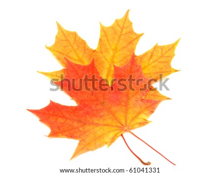 Multi-colored leaves on a white background