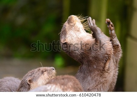 portrait of a young otter with open arms