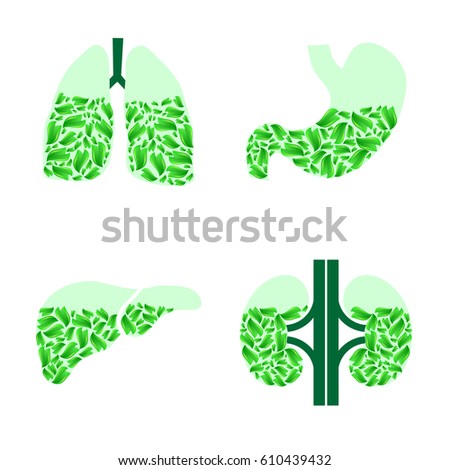 Set of human internal organs with green leaves