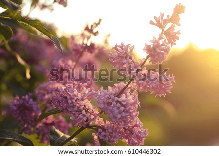Lilac flower in sunlight