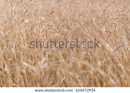Agriculture view. Wheat field close-up. Texture of wheat field from above