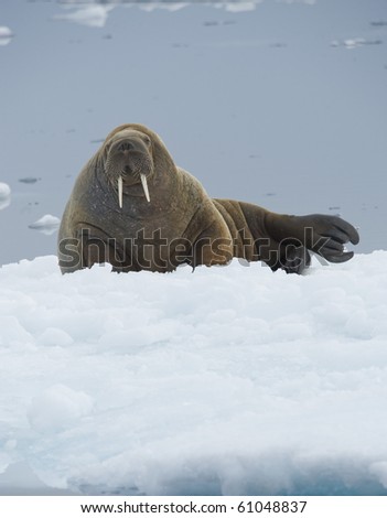 Walrus (Odobenus rosmarus). Longyearbyen, Far Northern Ice Sheets, Svalbard, Norway