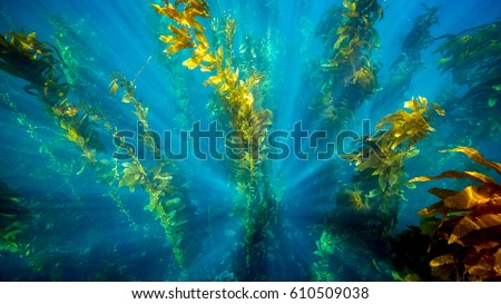 Deep Down. Underwater image of kelp off the shores of Catalina Island.  Royalty-Free Stock Photo #610509038