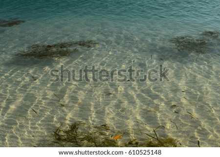 vegetation in the shallows at the beach