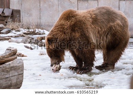 A Grizzly Bear in the winter with snow life style(eat play chill)