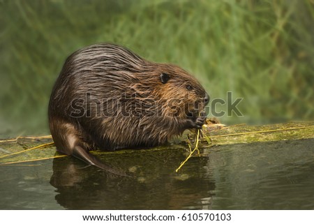 Eurasian beaver (Castor fiber) . Royalty-Free Stock Photo #610570103