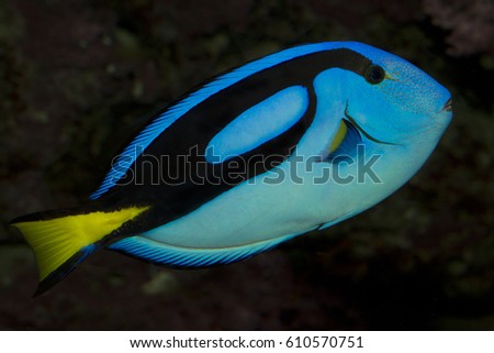 Blue tang or Regal tang or Palette surgeonfish (Paracanthurus hepatus ).