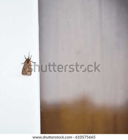 bug on the wall