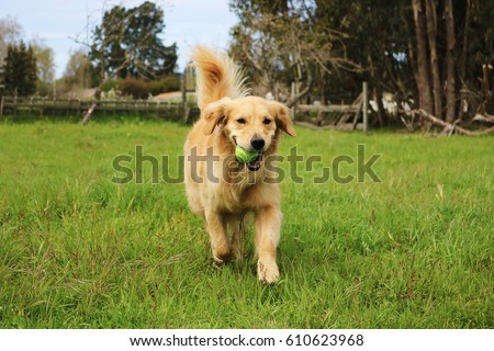 Golden Retriever Dog Running With Tennis Ball Royalty-Free Stock Photo #610623968
